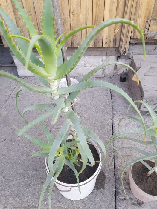 Алоэ,алоэ, алоэ лечебный