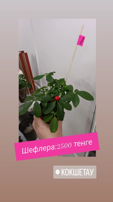 Шефлера:2500 тенге