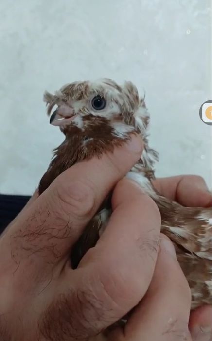 Продам голубей...