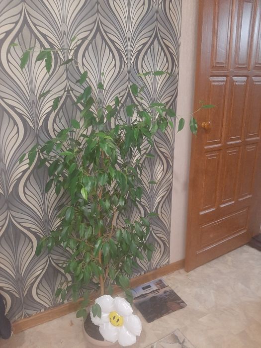 Комнатное растение распродажи