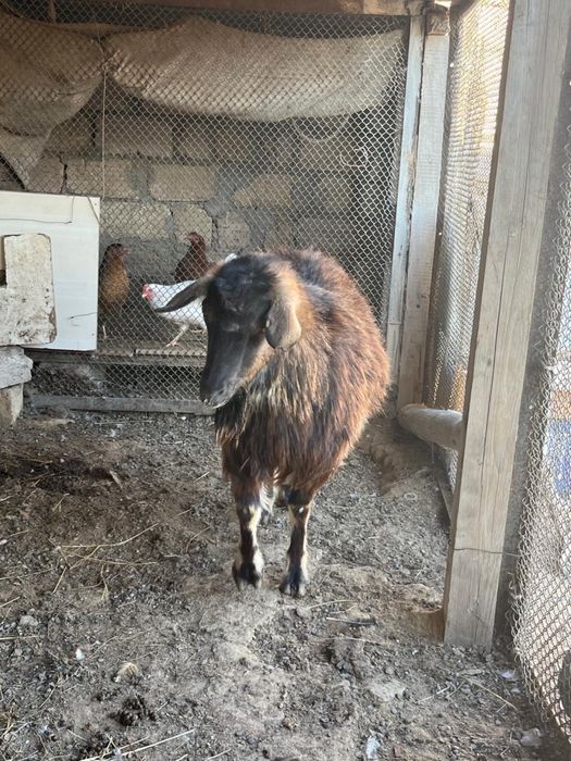 Буаз ешкі сатылады