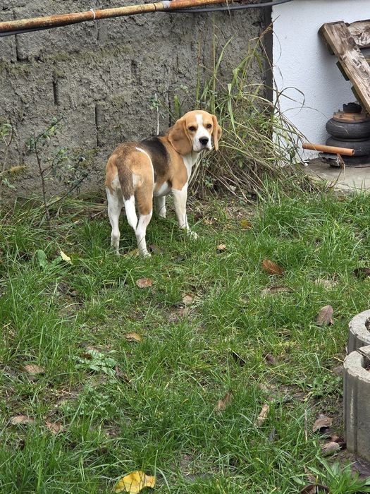 Donez femela  beagle