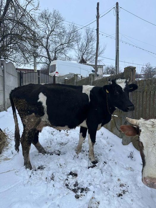 Vand 2 vaci langa craiova