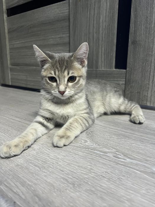 кошечка маленькая