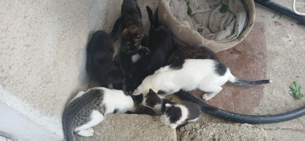 Donez pui de pisica