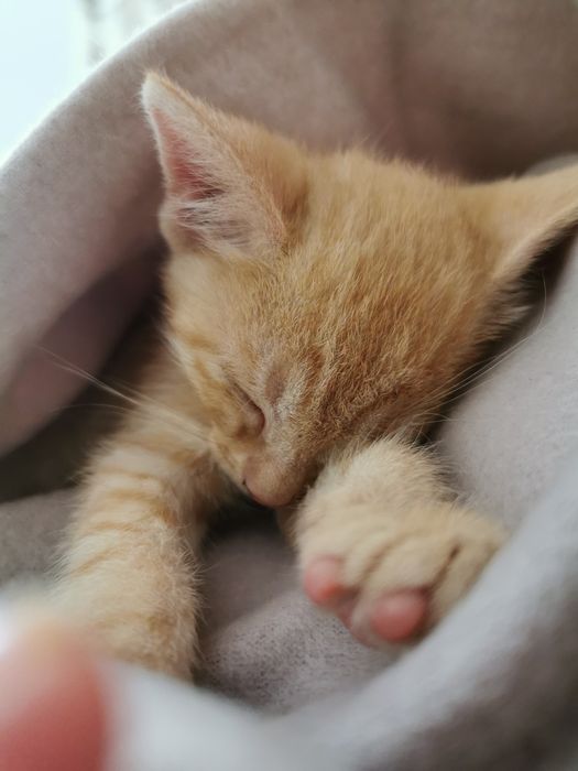 Donez motanel Garfield