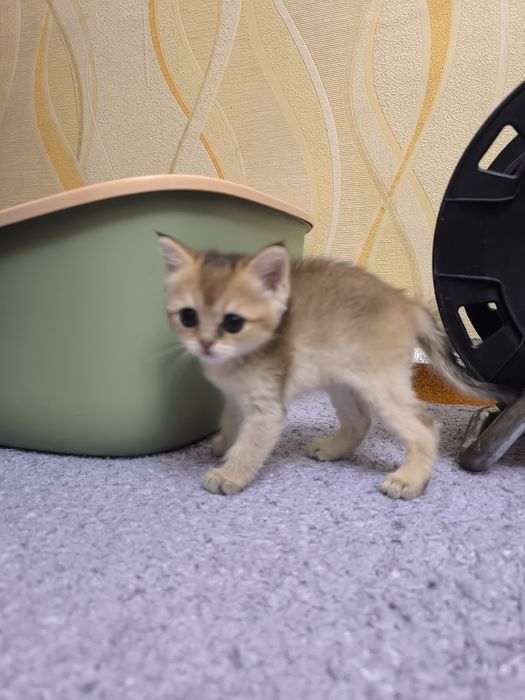 Мушук сотилади 2 ойлик