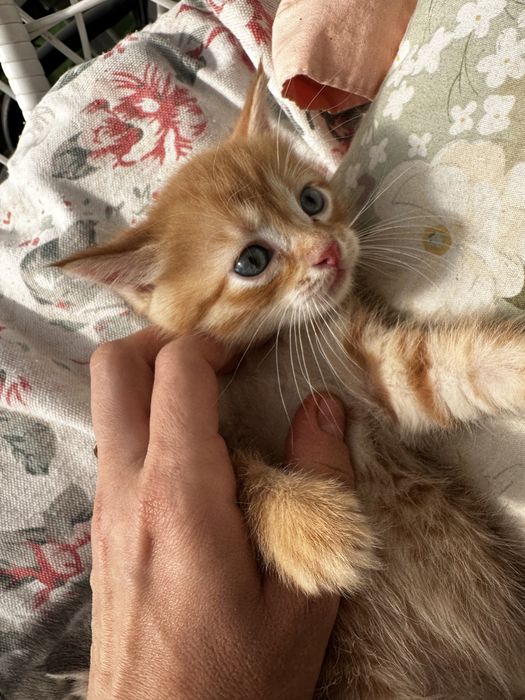 Отдам котят в хорошие руки