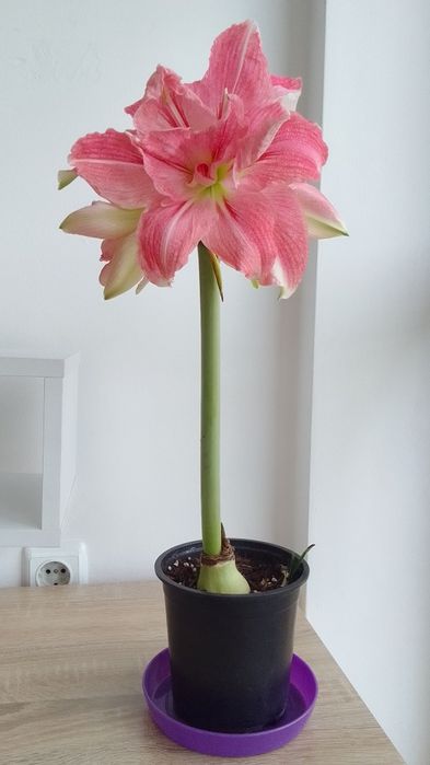 Замиокулкас/Ешеверия/Красула/Седум Сиеболди/Сансевиера/Лудизия/Амарили