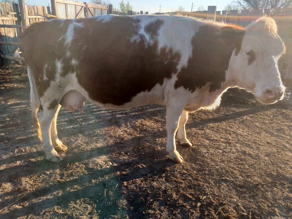 Сатам продам коров и тёлок.