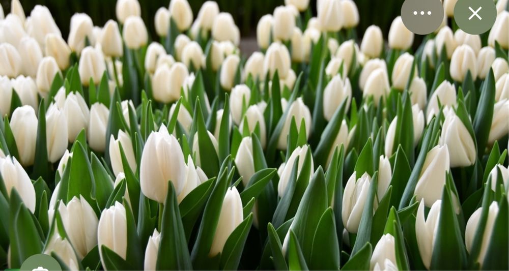 Тюльпан оптом и розницу