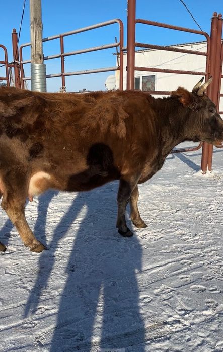 Корова можно доить  4 отёл