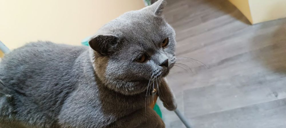 Mushuk vyaskaga beriladi ayol mushuklarni taklif qilamiz britaniskiy f