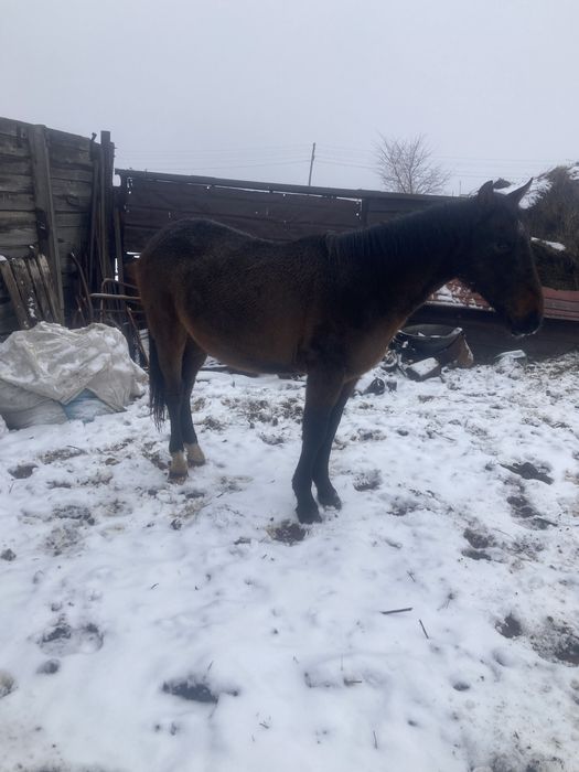 Продам жеребчика и баран