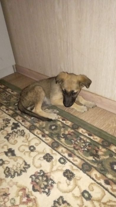 Щенок девочка в добрые руки