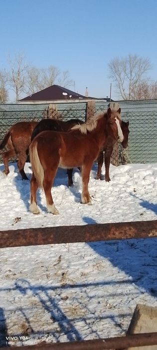 Прод жабагы тяжеловоз