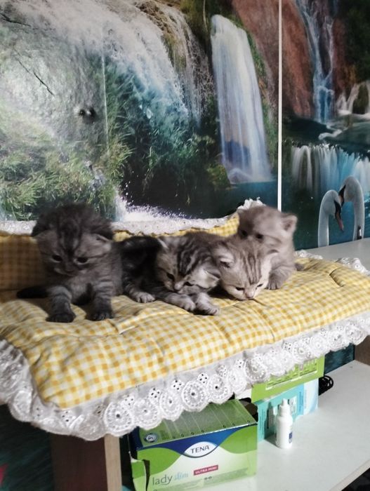 Готовятся к продаже шотландские котята