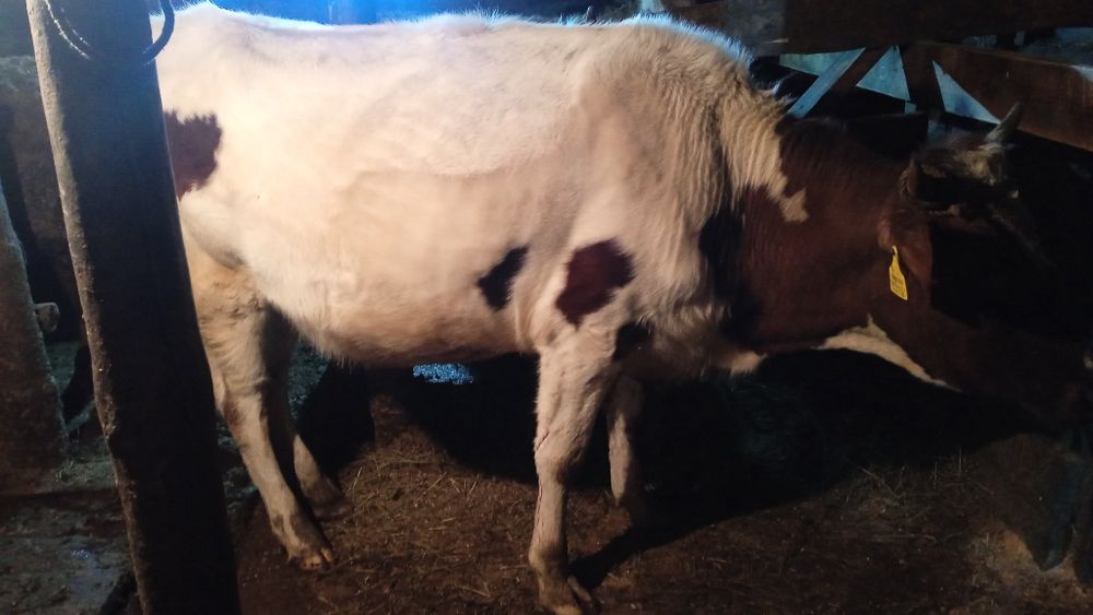 Продам 2 первотелок стельных