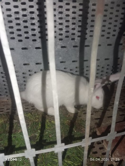 Продам кроликов      .