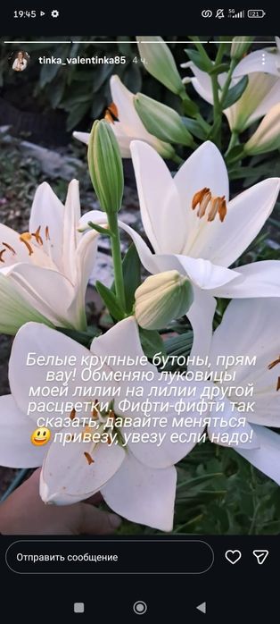 Посадочный материал пиона