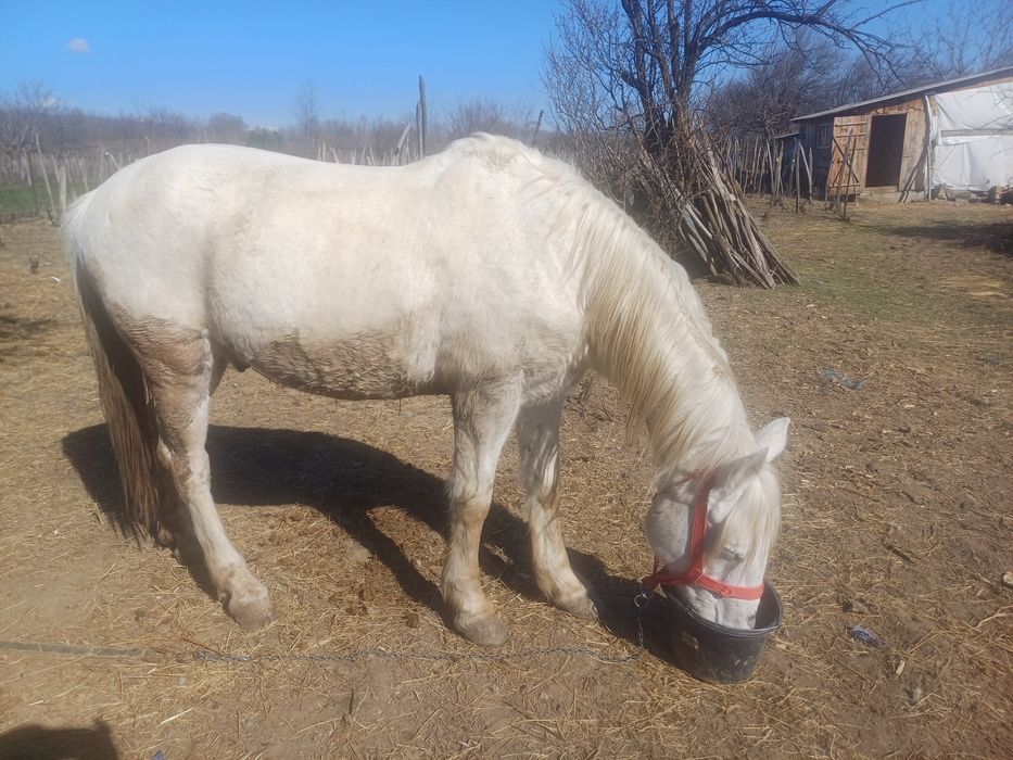 Cal De vanzare mai multe detali la nr de telefon