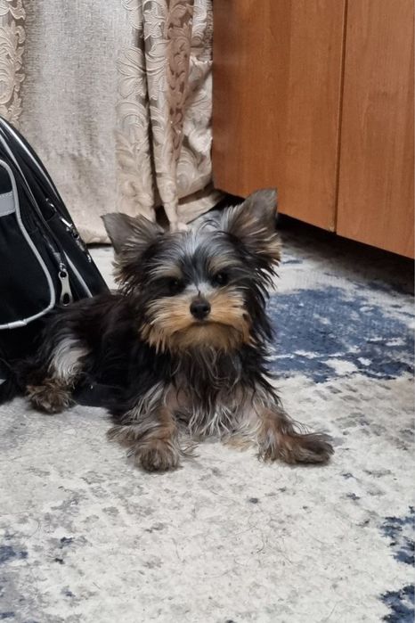 Йоркширский терьер