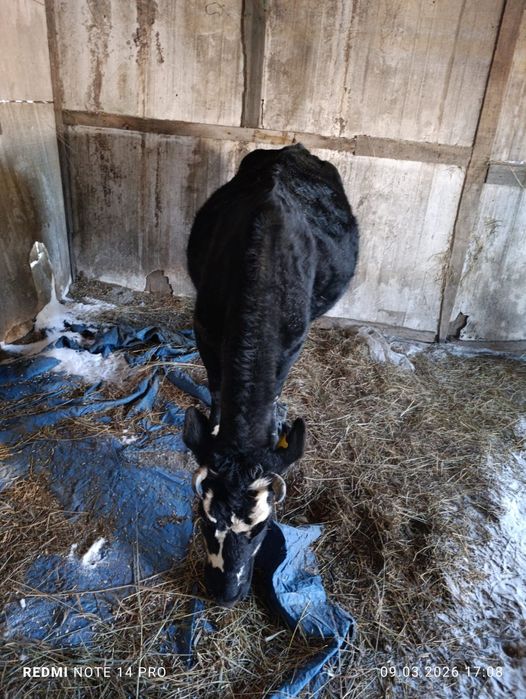 Продам две коровы