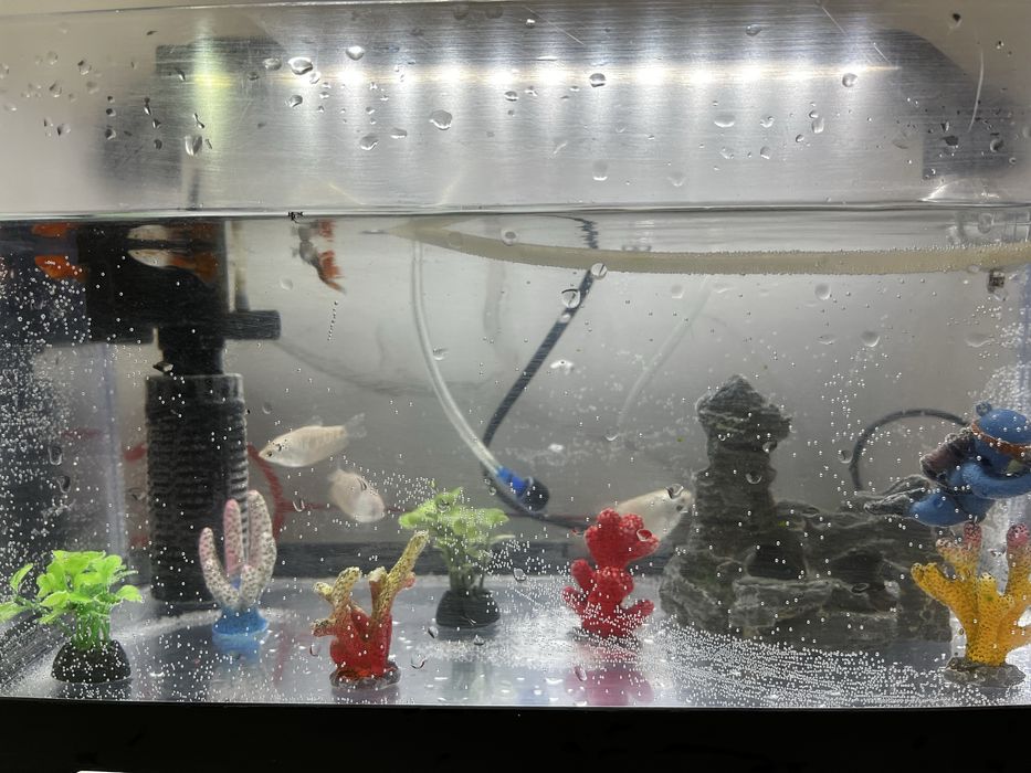 Аквариум сатамын балығымен