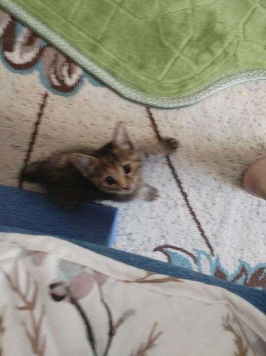 Кот Гарри шустрый
