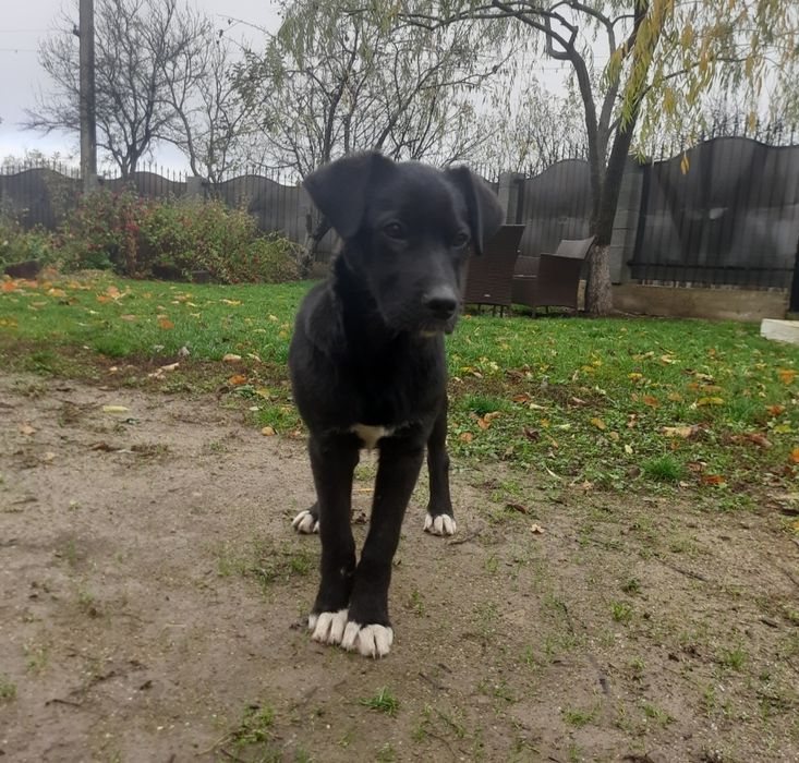 Băieței spre adopție