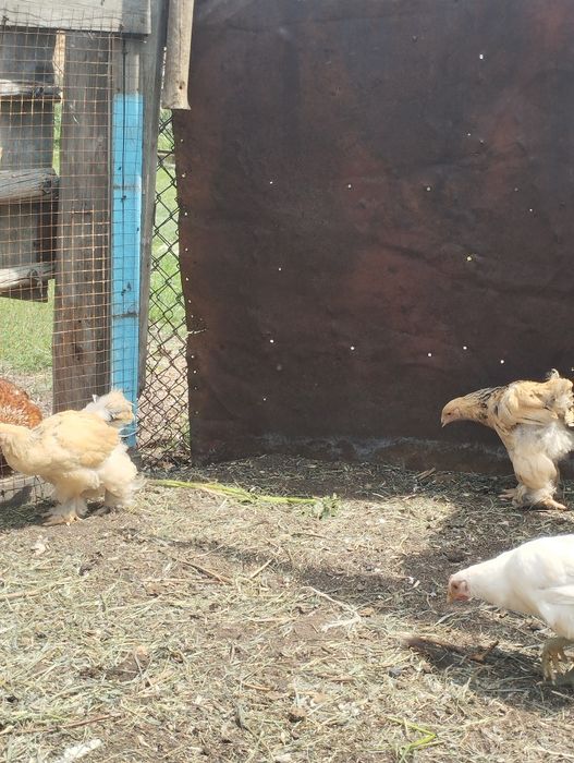 Продам кур барковская и брама