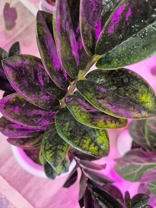 Комнатные цветы разные