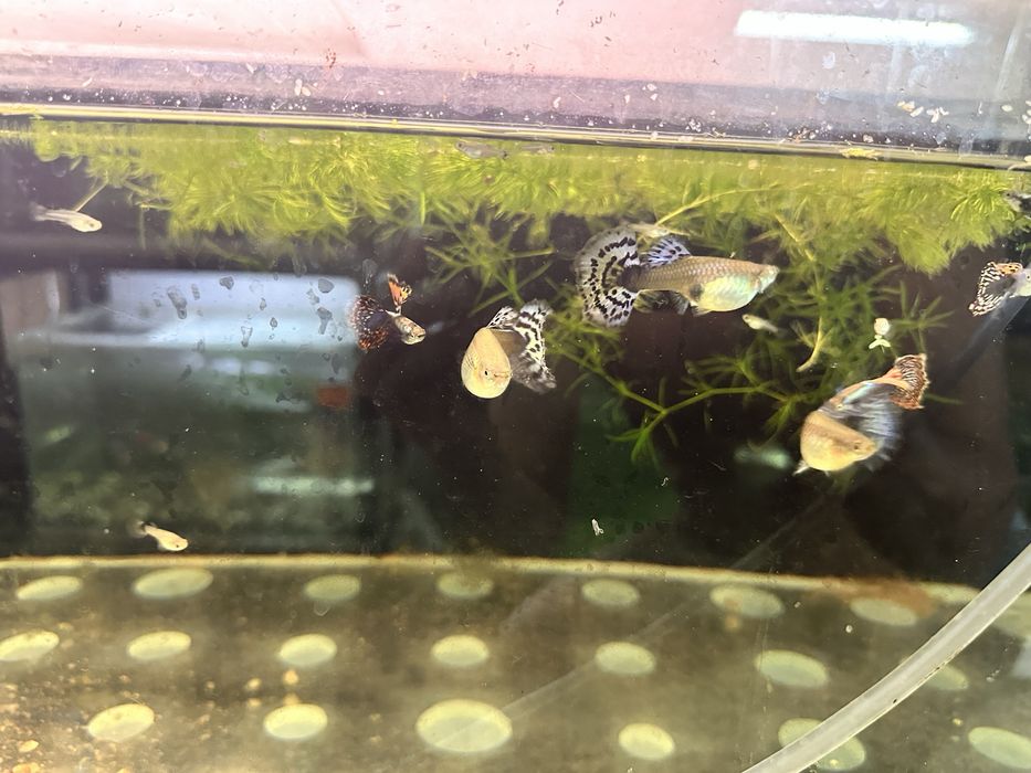 Продам Гуппи слоновьи уши (Москва)