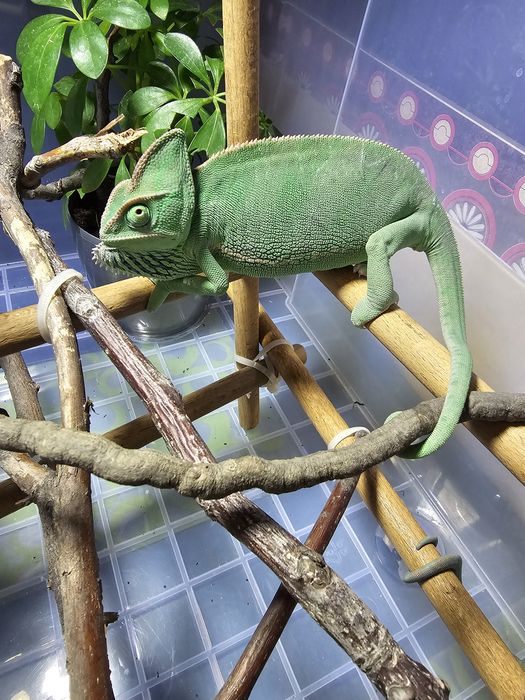 Хамелеон йеменский  самка продам