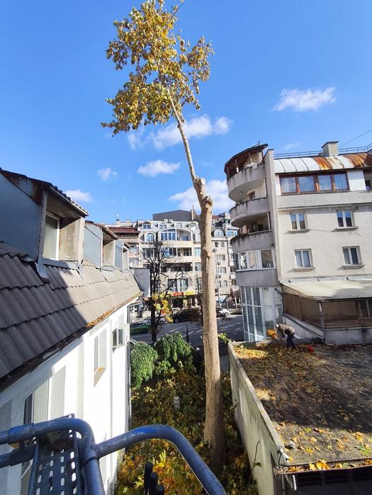 Рязане кастрене на опасни дървета