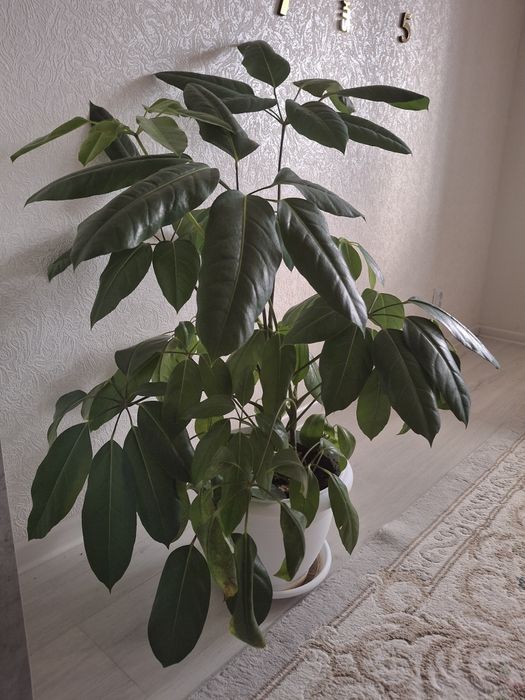 Продам лучелистную шеффлеру