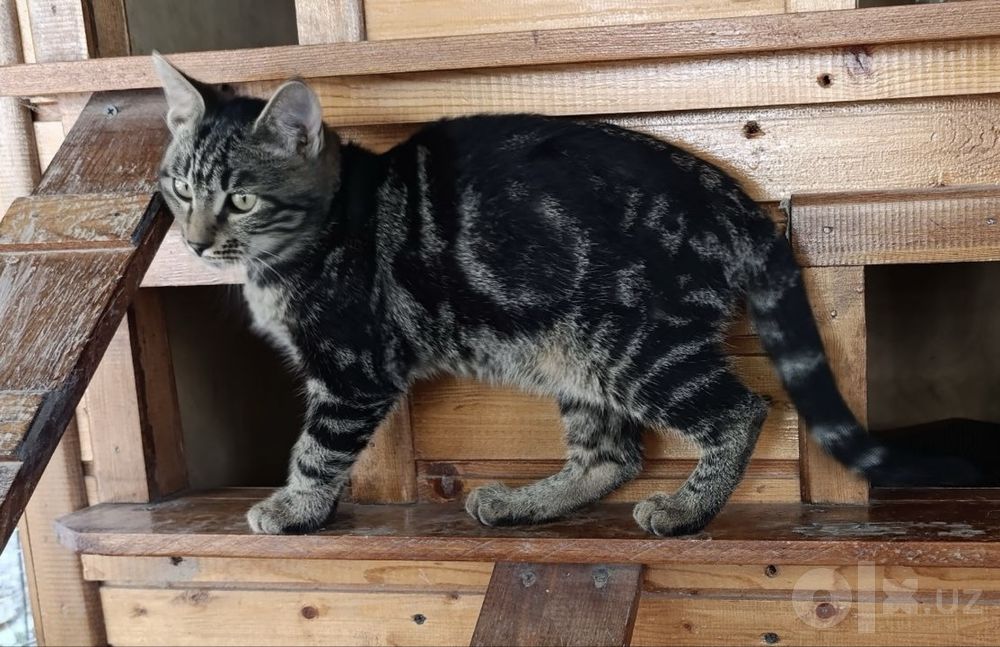 Котята подростки в добрые руки