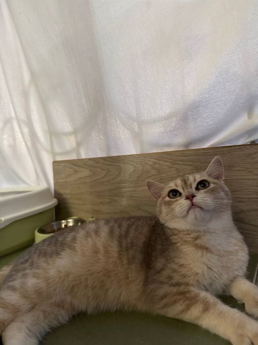 Британская шиншила