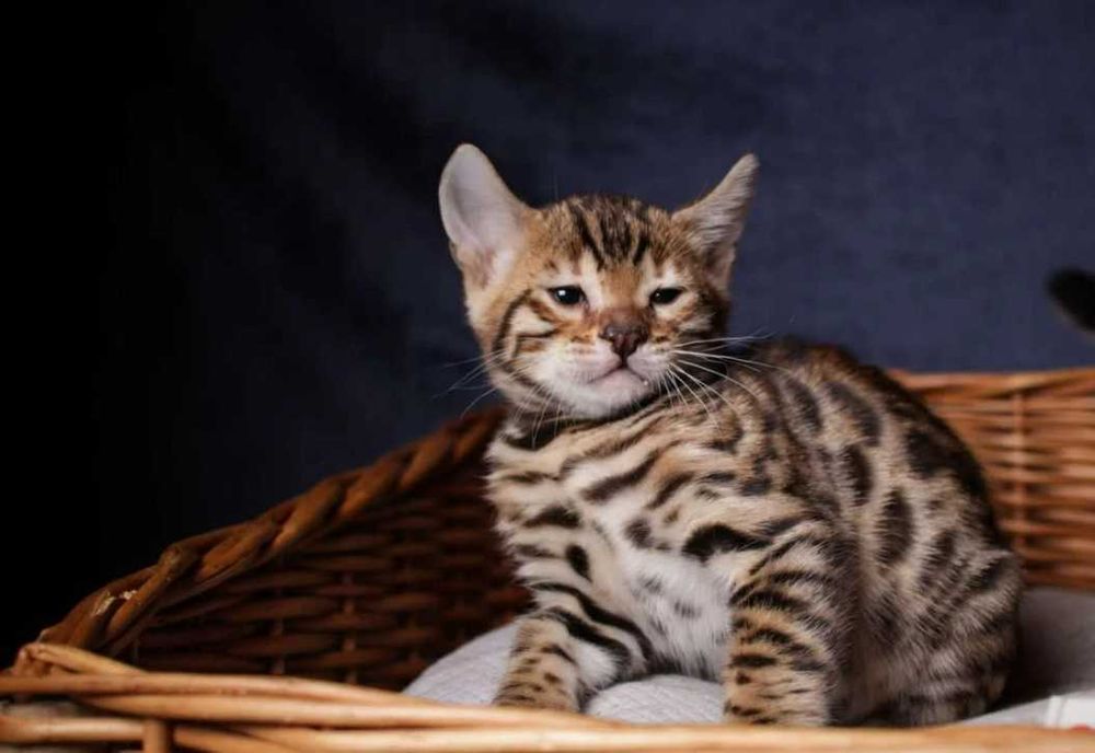 Бенгальские Детки