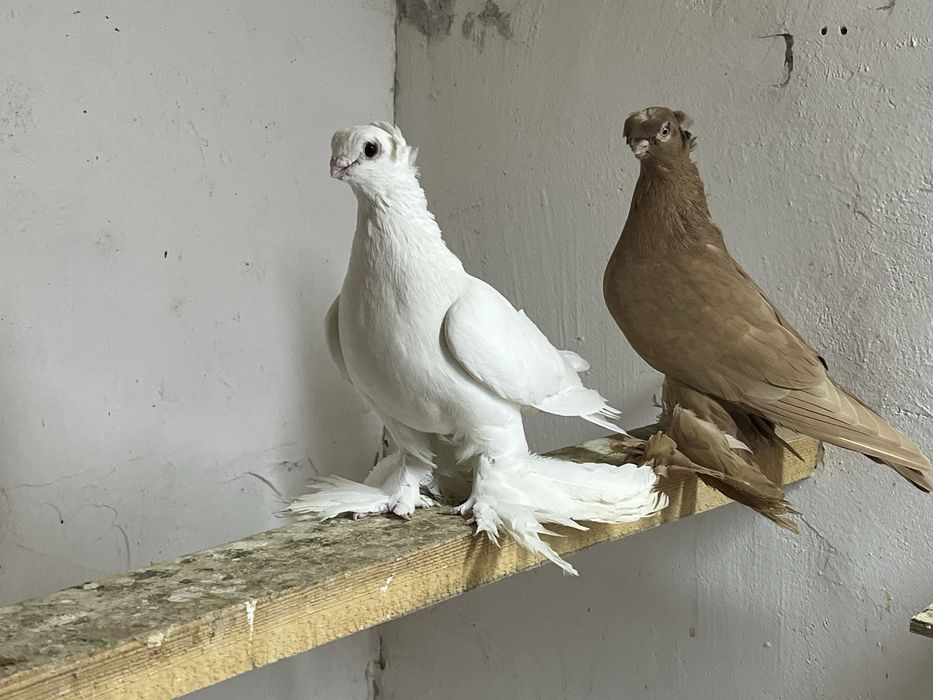 Продам белый самец