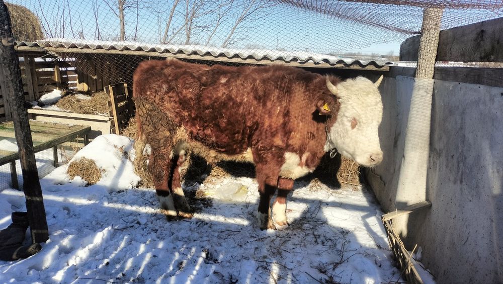 Продается Бычок кастрат стоит на откорме