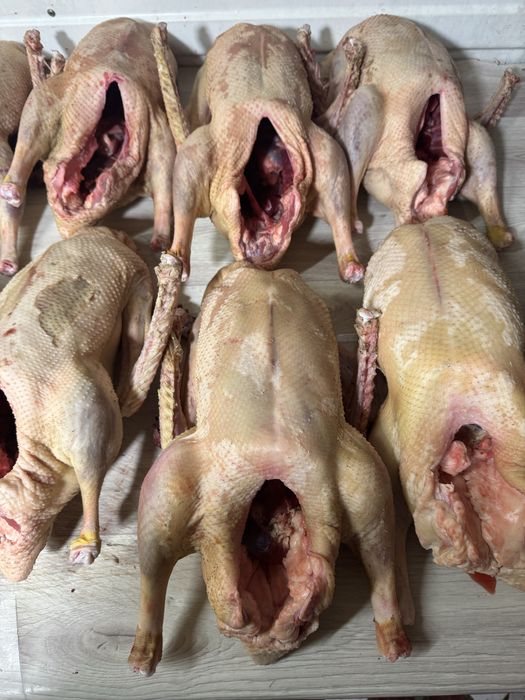 Гуси домашние в наличии