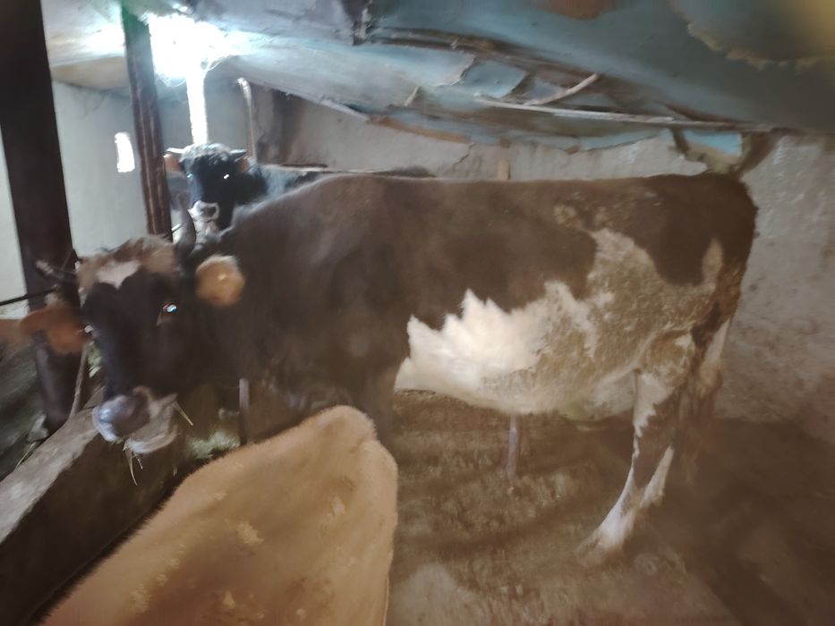 Сиыр , корва.           ,