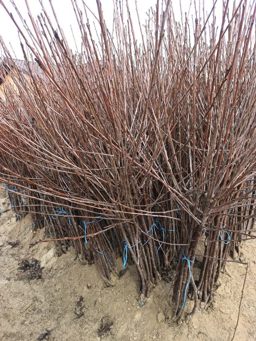 Vând pomi fructiferi altoiți anul 2 Calitate superioară