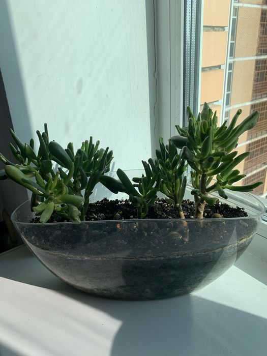 Срочно продам крассула/толстянку