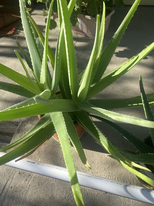 Продам лечебное алое