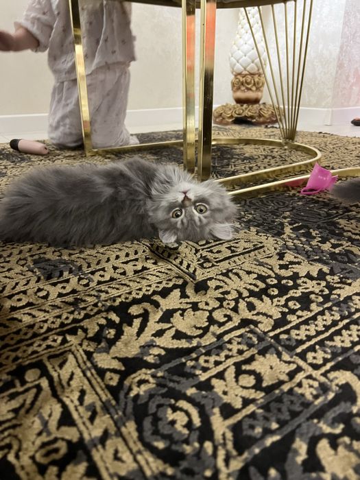 haylnd strayt mushuk bolasi