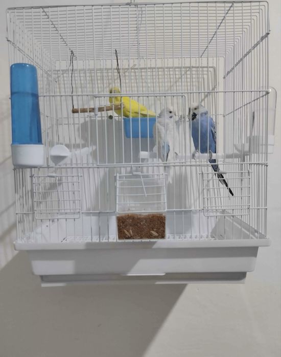 Papugay sayroqi qush qafasi. (Kod-6405)