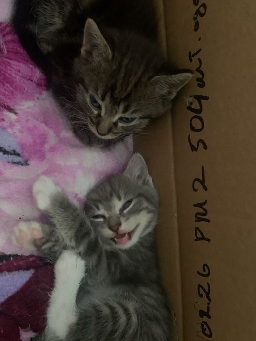 Отдам котят в хорошие руки