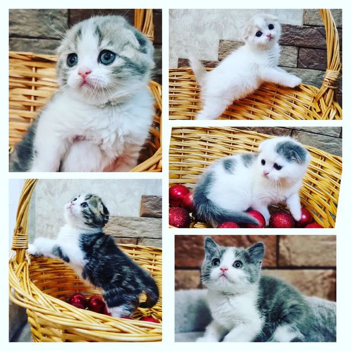 Шикарные элитные шотландские и британские  котята